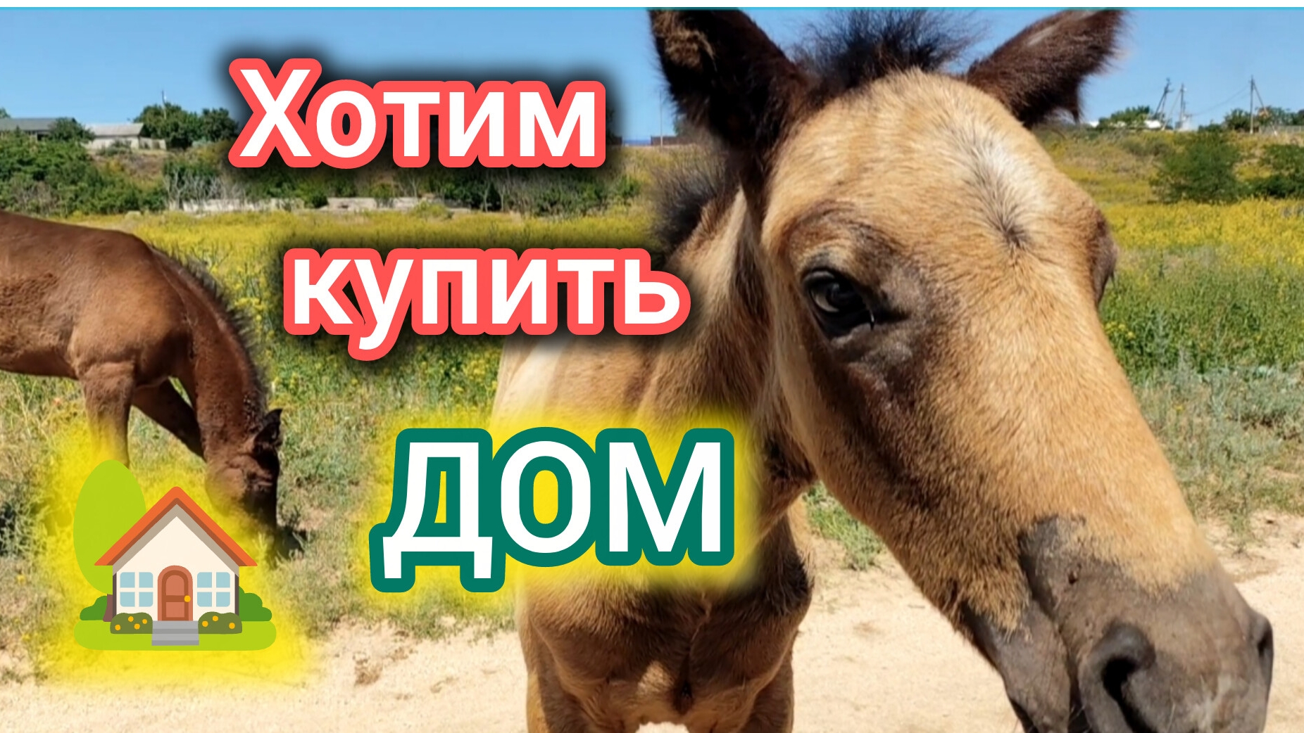 Ищем ДОМ/Хотим переехать в СТАНИЦУ/Хотим палтуса БЕСПЛАТНО/Володя познакомился с БЛОНДИНКОЙ/Кайфуем
