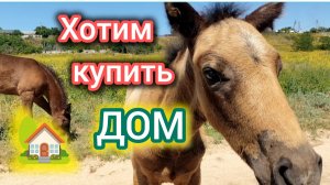 Ищем ДОМ/Хотим переехать в СТАНИЦУ/Хотим палтуса БЕСПЛАТНО/Володя познакомился с БЛОНДИНКОЙ/Кайфуем