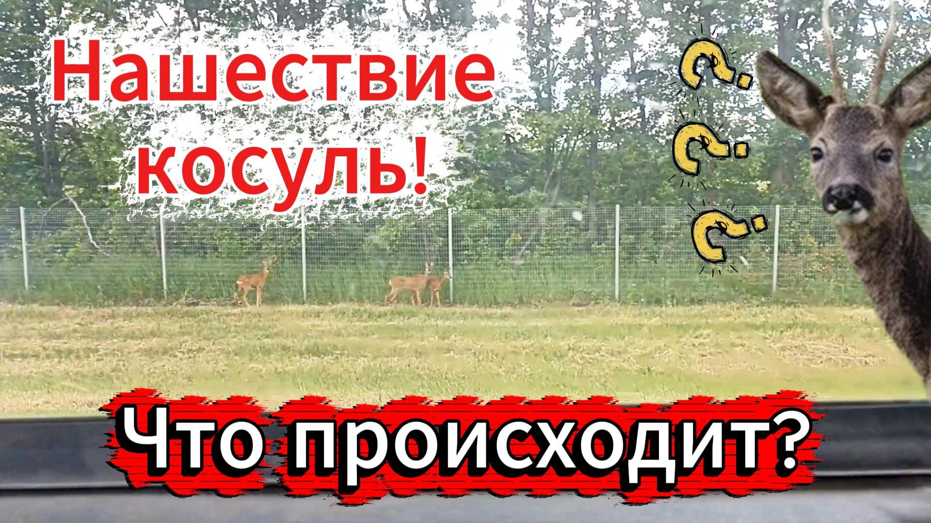 Нашествие косуль