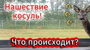 Нашествие косуль