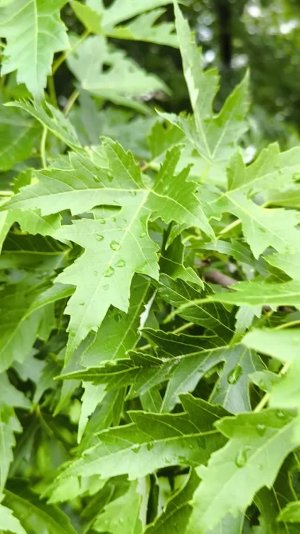 Клëн серебристый Лето Июнь