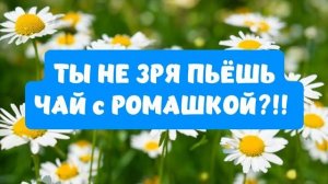 Ты не зря ПЬЁШЬ ЧАЙ С РОМАШКОЙ! МИЛЛИОН ПОЛЕЗНЫХ СВОЙСТВ!