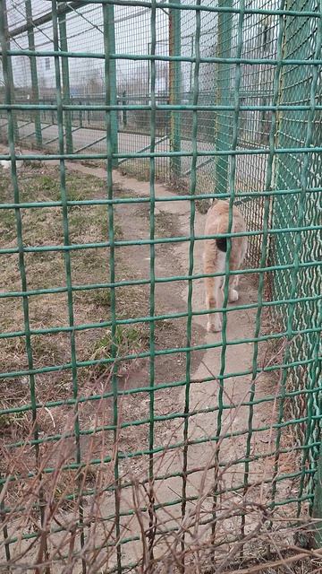 Рысь в Ярославском зоопарке