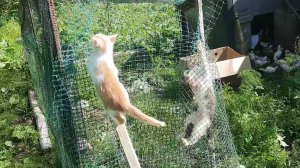 котятки