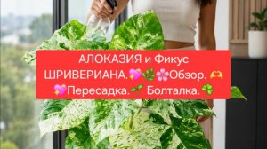 АЛОКАЗИЯ и Фикус ШРИВЕРИАНА. 🌷🌸Обзор.🌷 Пересадка.🍀 Болталка🌺