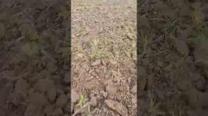 БДС-3,5 «Вепрь» - работа после 2-х месяцев дождей. Жестко!