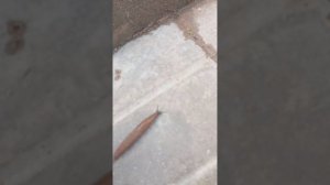 Улитки🐌🐌🐌 и не только