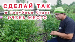 Голубика в июне. Правильный полив и питание - тогда ягод будет немерено.
