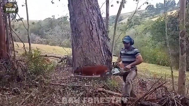Когда рубка леса пошла не по плану. Подборка неудач
