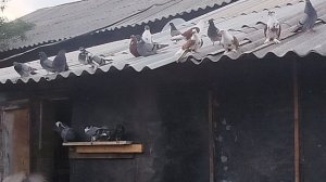 осмотр