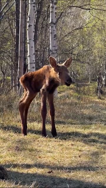 Слышали ли вы когда-нибудь звуки, издаваемые лосёнком