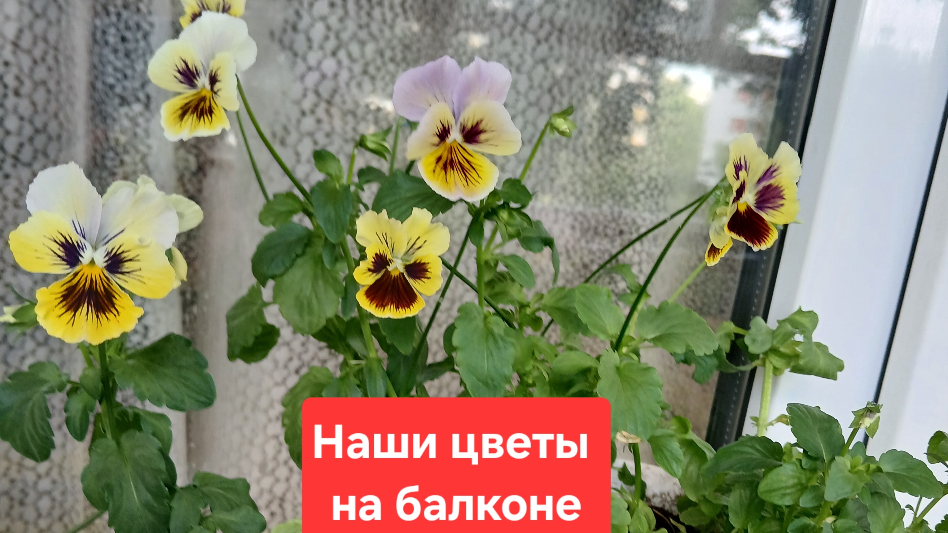 Однолетние цветы на балконе🫠🫠🫠