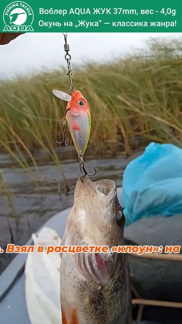 🎣🐟 Рыбалка на окуня летом | Воблер Жук AQUA против полосатого хищника