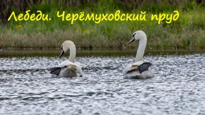 Лебеди. Черёмуховский пруд.
