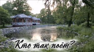 Самец зелёной лягушки устроил концерт в пруду Милютинского парка. г. Череповец, Вологодская область