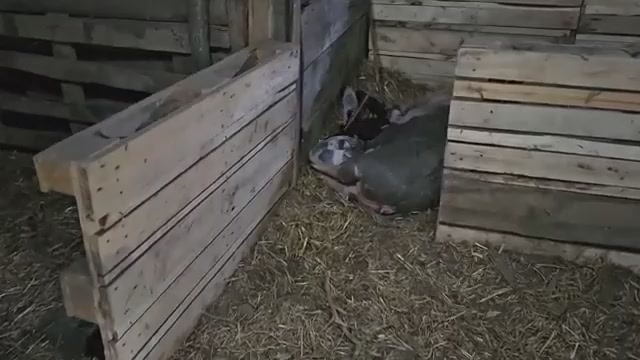 БОЛЬШОЙ СЕМЕЙНЫЙ ДЕНЬ НА ХУТОРЕ НАВОДИМ КРАСОТУ НА УЧАСТКЕ И СЧИТАЕМ НОВОРОЖДЕННЫХ ПЯТАЧКОВ смотреть онлайн