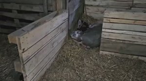 БОЛЬШОЙ СЕМЕЙНЫЙ ДЕНЬ НА ХУТОРЕ НАВОДИМ КРАСОТУ НА УЧАСТКЕ И СЧИТАЕМ НОВОРОЖДЕННЫХ ПЯТАЧКОВ