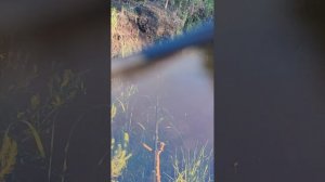 Попались подлещички