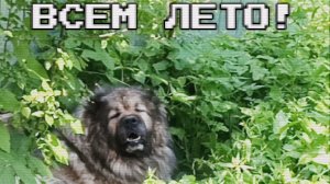 Всем лето