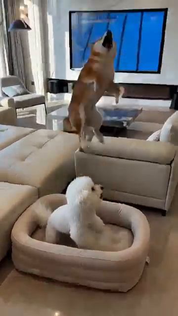 🐩П Р Ы Ж К И🐩