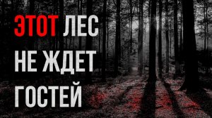 Страшные истории - Этот лес не ждет гостей