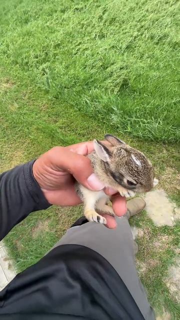Милота