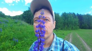 Чебушник Куст