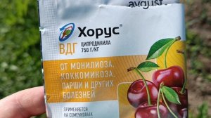 Обзор наших фруктовых деревьев, чем обрабатываю. Проблемы с деревьями и саженцами.