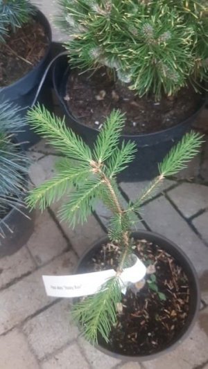 ❤🌲Ель Хани Бан миниатюрная 
✔Продажа растений в макс и телеграм канале: https://t.me/love_is_hvoiny_