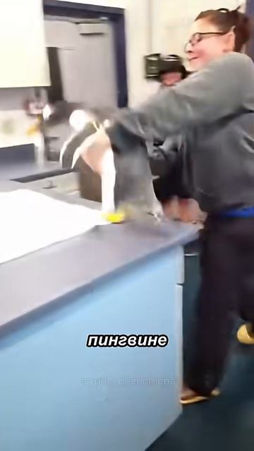 Почему пингвинов нельзя трогать руками?