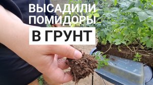 Скоро будут помидоры