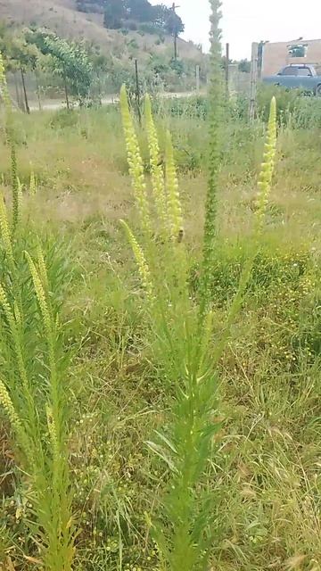 Резеда жёлтая (Reseda lutea L.) — ценный медонос. Растение даёт нектар и пыльцу. 🍯