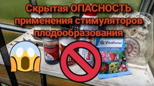 Скрытая ОПАСНОСТЬ применения стимуляторов плодообразования.