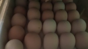 Ни плюсов, ни минусов- а будут ли цыплята, если яйцо не ворочать? Эксперимент с яйцом по доставке.