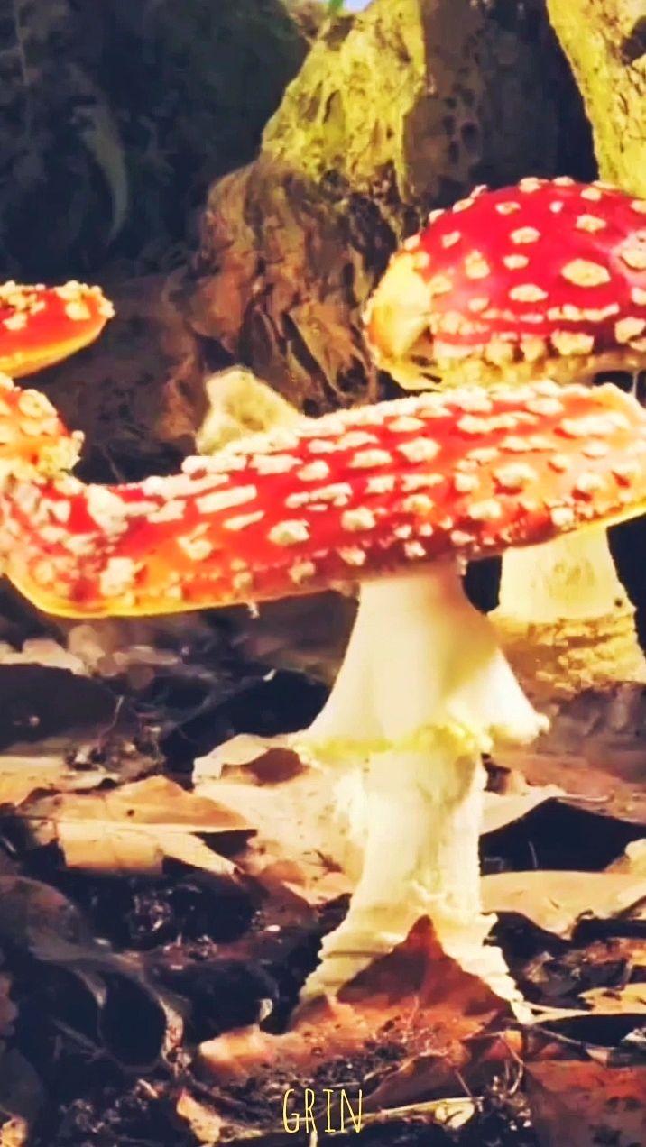 Как растут грибы...🍄