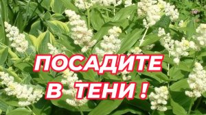 Идеальный многолетник для тенистых мест в саду, о котором мало кто знает. Что посадить в тени