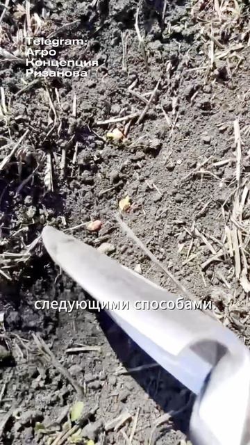 Стимулирование ветвления сои #агроном #сельскоехозяйств смотреть онлайн