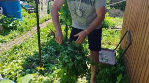 Делаем берёзовые веники для бани своими руками!