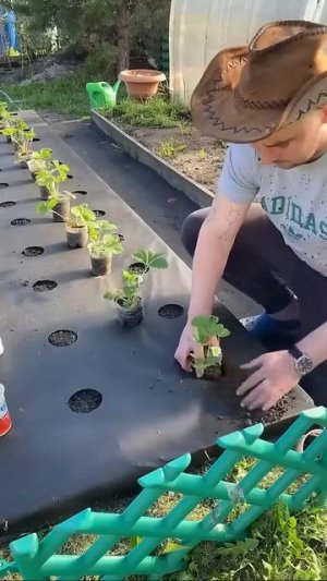 Посадка клубники