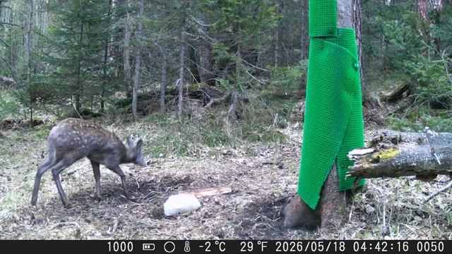 Видео от Красноярская тайга. Фотоловушки