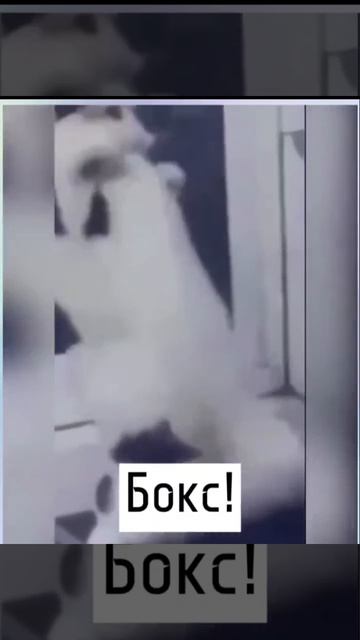 Тренируйся, и станешь как они!