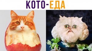 ПРИЯТНОГО МУРПЕТИТА)) Приколы с котами