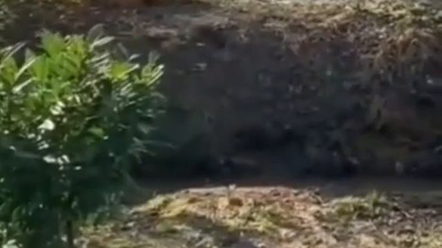 Этот пёс точно смотрел бои по телевизору