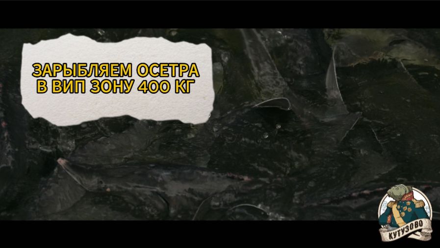 ЗАПУСК ОСЕТРА 400 КГ 12 июня