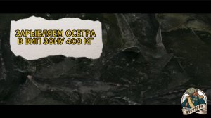 ЗАПУСК ОСЕТРА 400 КГ 12 июня