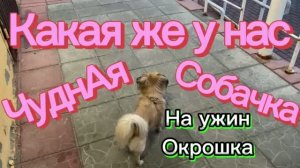 Какая же у нас чуднАя собачка!🐶 На ужин ОКРОШКА!