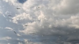 Чайки на набережной