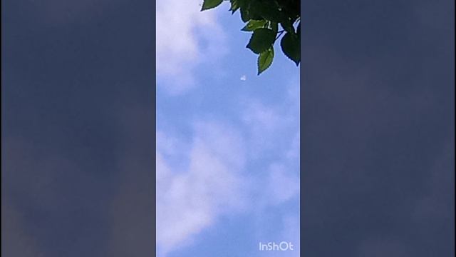 голуби Ломова  Сокол на разведке