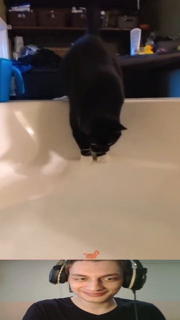 Коты против Воды