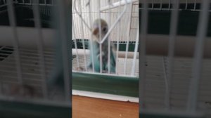 ПОПУГАЙ ЧИКА!)